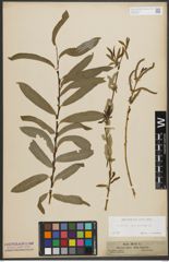 Foto von Salix purpurea L.